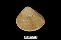 藏品(普通文蛤)的圖片